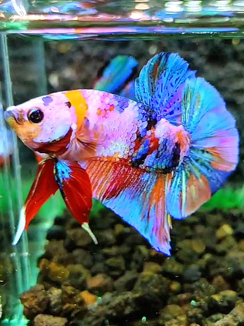 PLAKAT RAINBOW GALAXY MULTICOLOR BETTA FISH