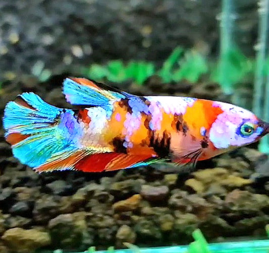 FEMALE PLAKAT GALAXY MULTICOLOR BETTA FISH