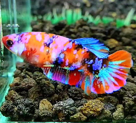 FEMALE PLAKAT RAINBOW GALAXY MULTICOLOR BETTA FISH