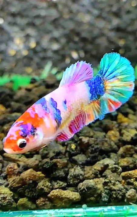 FEMALE PLAKAT RAINBOW GALAXY MULTICOLOR BETTA FISH