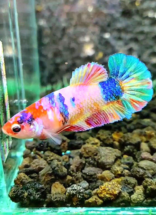 FEMALE PLAKAT RAINBOW GALAXY MULTICOLOR BETTA FISH