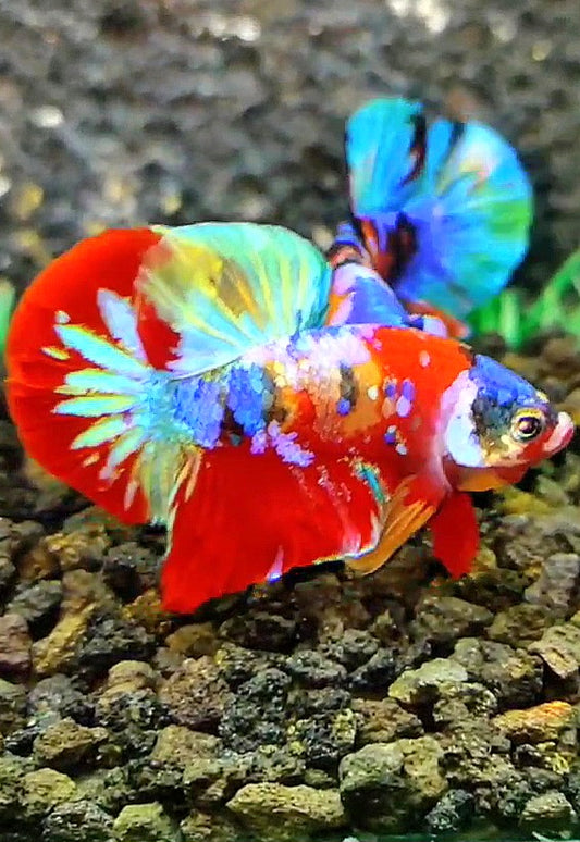 PLAKAT RED SUPER GALAXY MULTICOLOR BETTA FISH