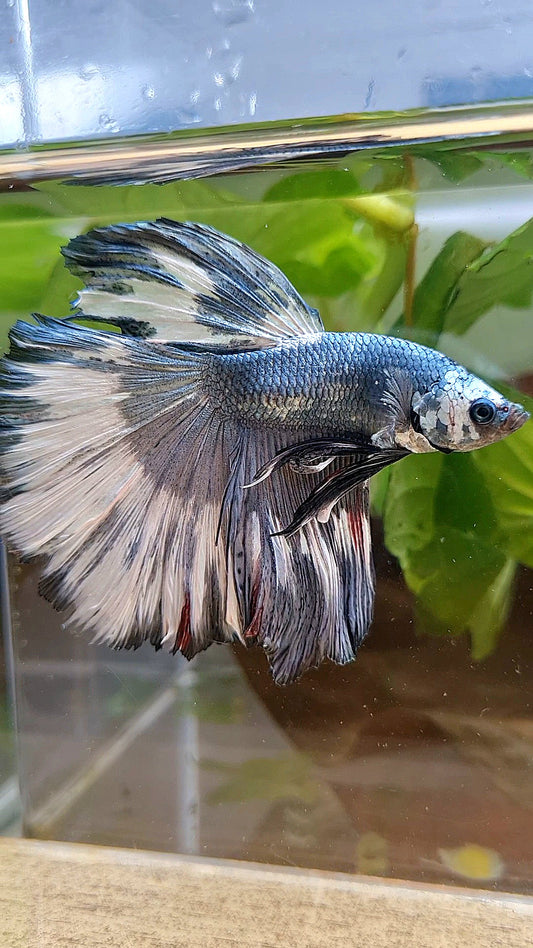XL HALFMOON ROSETAIL COPPER WHITE MARBLE PATTERN UNIQUE BETTA FISH