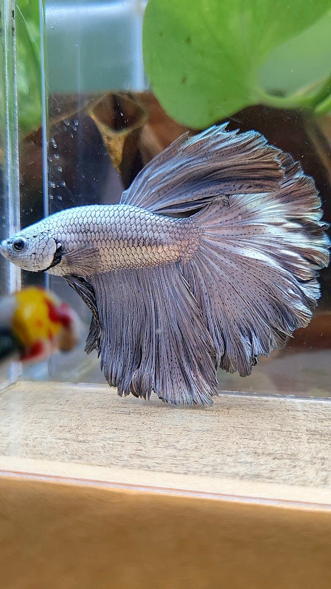 HALFMOON ROSETAIL SUPER COPPER METAL BETTA FISH