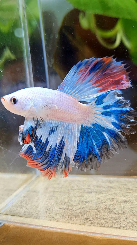 HALFMOON ROSETAIL BLUE RED RIM FANCY BETTA FISH minus wart