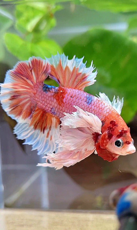 LUXURY KING PLAKAT SUPER ROSE EAR ORANGE CANDY MULTICOLOR BETTA FISH
