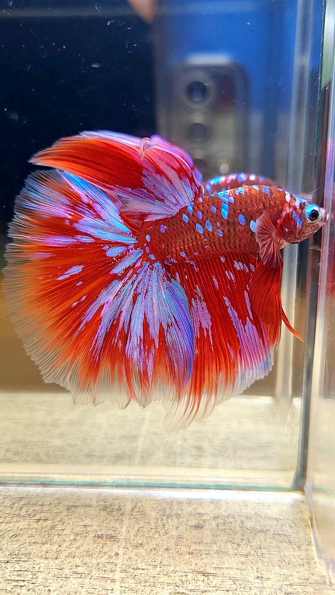 HALFMOON ROSETAIL RED PURPLE GALAXY RPG BETTA FISH