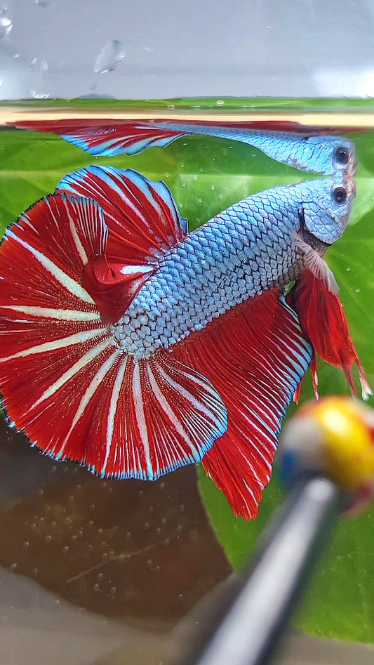 LUXURY GIANT HMPK BO 4,7CM+ BLUE DRAGON RED STARTAIL BETTA FISH