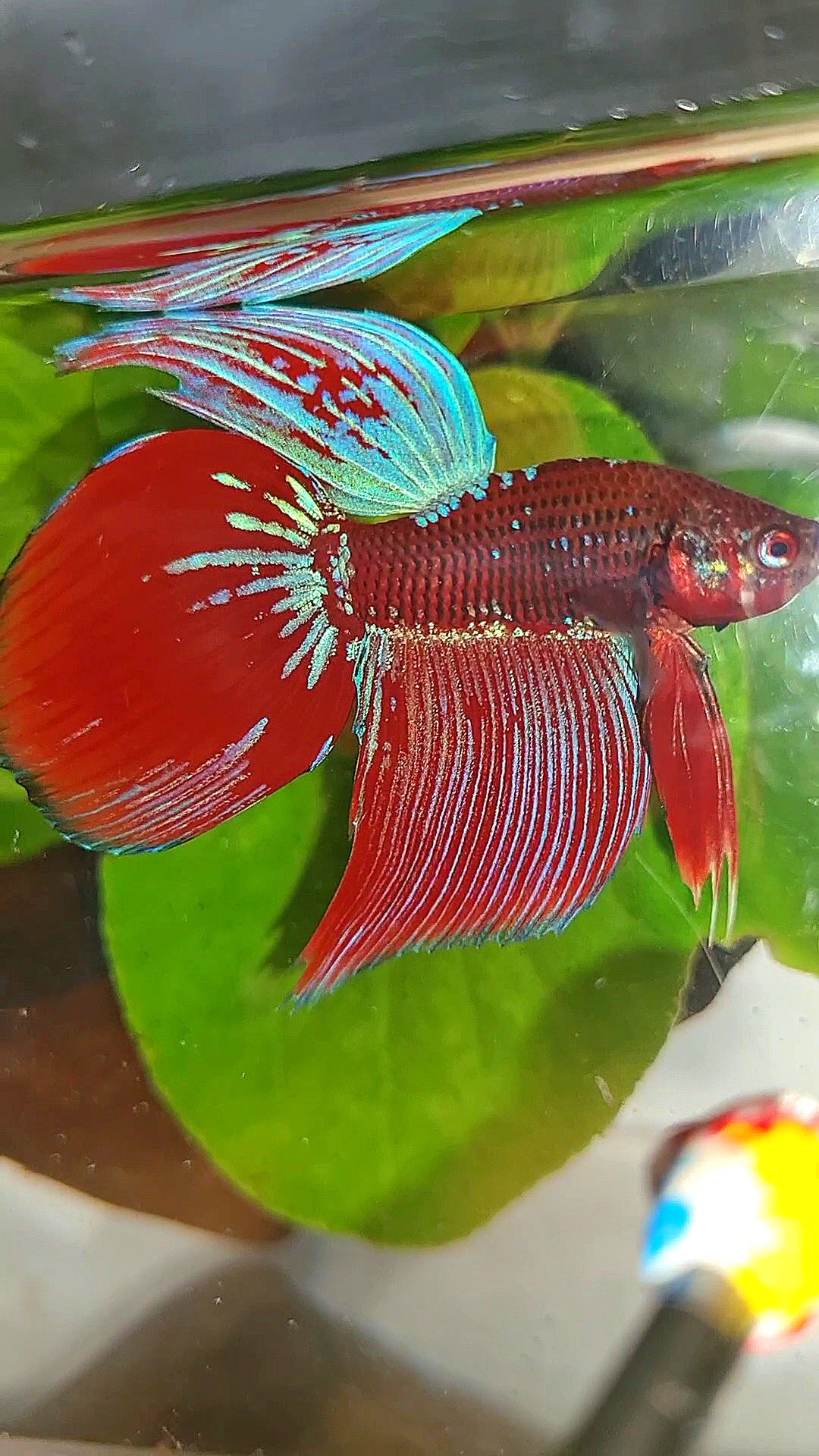 VEILTAIL INUYASHA RED PURPLE GALAXY BETTA FISH