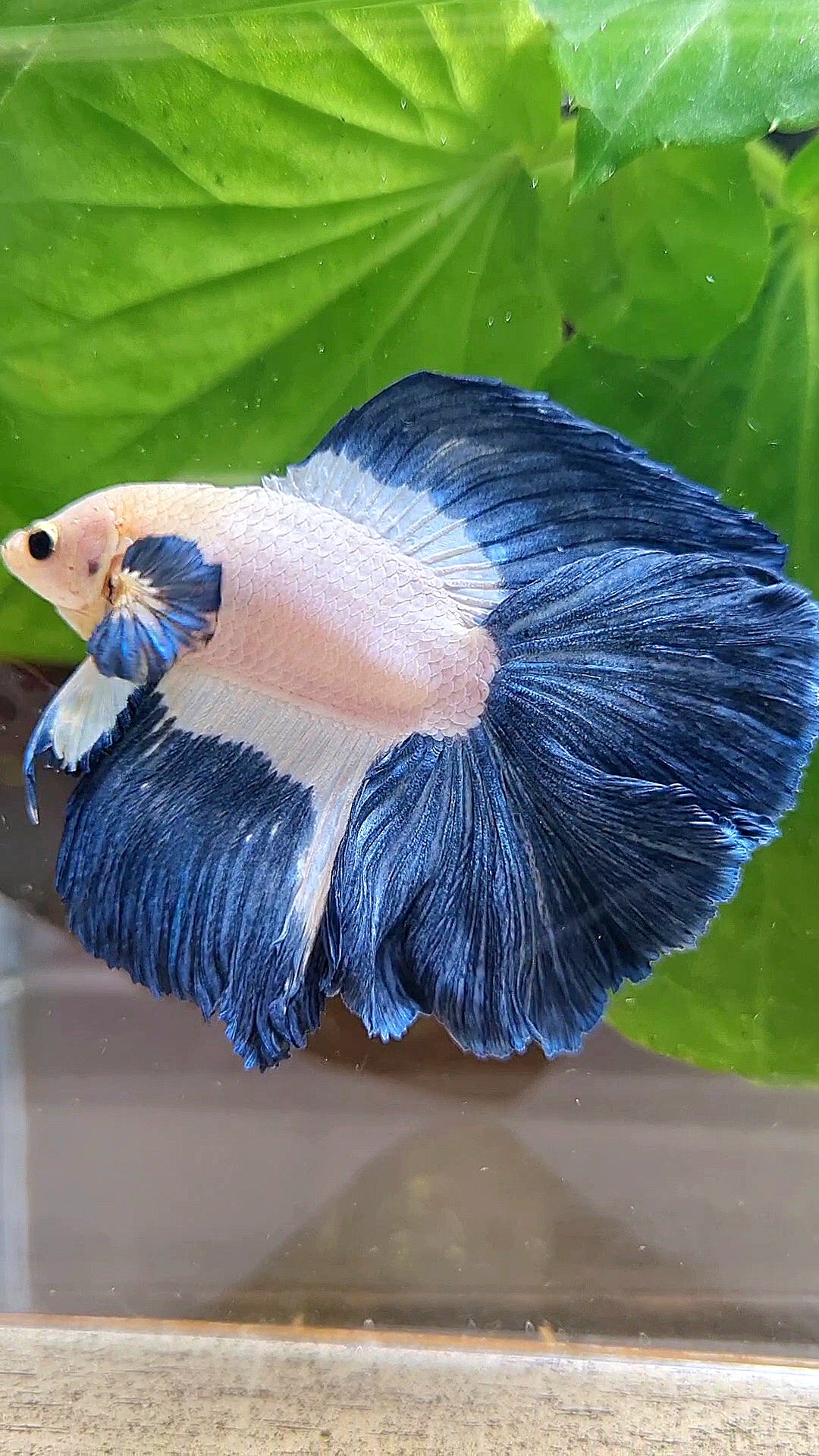HALFMOON DOUBLE TAIL BLUE RIM PATTERN BETTA FISH