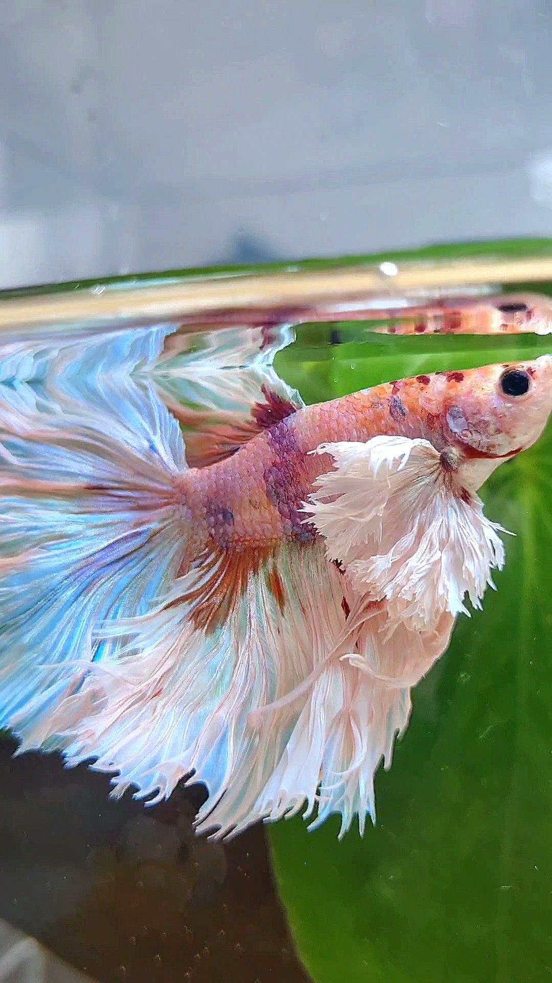 LUXURY KING ROSETAIL HALFMOON SUPER ROSE EAR WHITE CANDY MULTICOLOR BETTA FISH