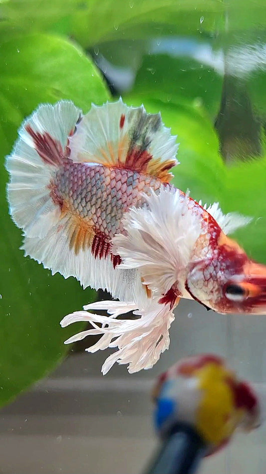KING PLAKAT DUMBO EAR WHITE FANCY COPPER MULTICOLOR BETTA FISH