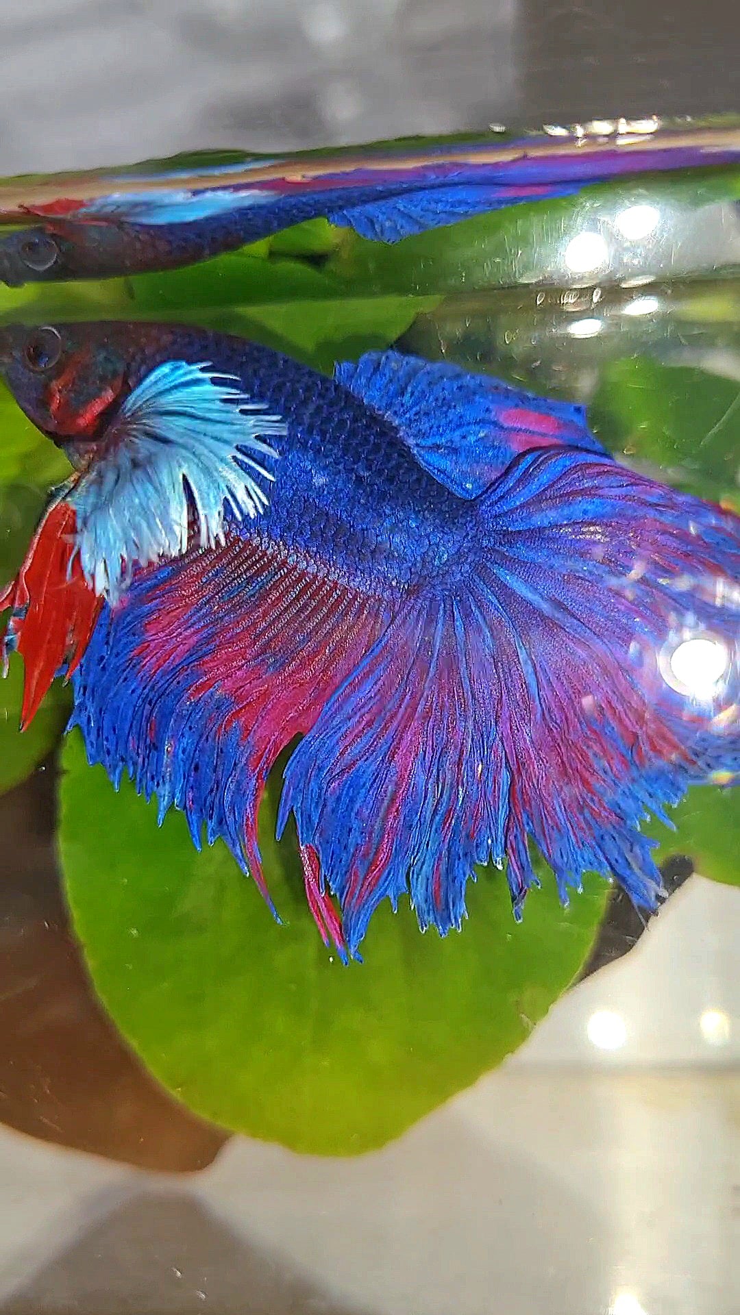 HALFMOON SUPER DUMBO EAR PURPLE BLUE BETTA FISH