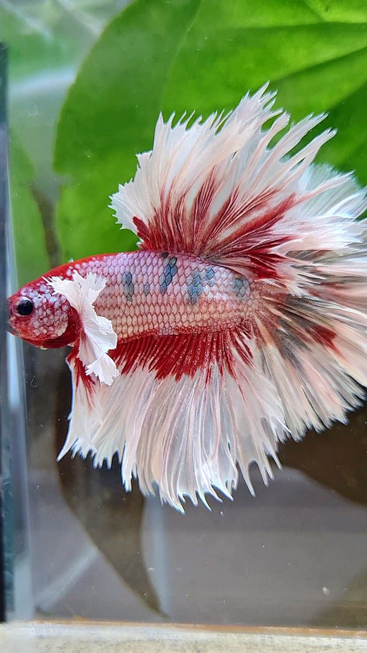 LUXURY HALFMOON CROWNTAIL DUMBO EAR ROSEGOLD FANCY COPPER MULTICOLOR
