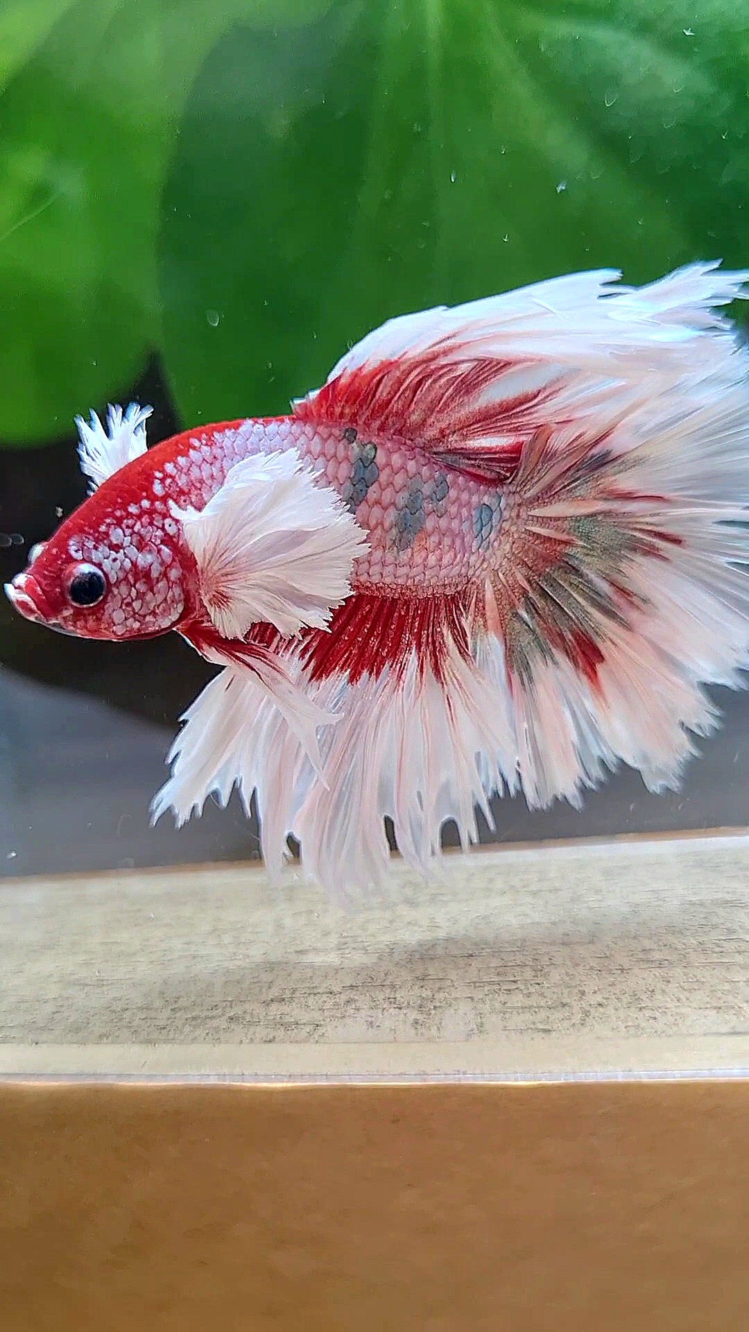 LUXURY HALFMOON CROWNTAIL DUMBO EAR ROSEGOLD FANCY COPPER MULTICOLOR