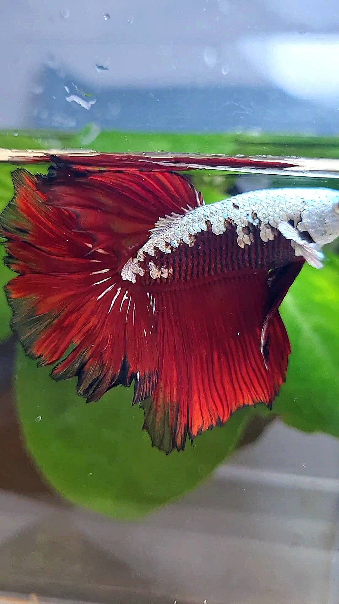 LUXURY HALFMOON ROSETAIL RED MAMBA SNOW SAMURAI MASKING BETTA FISH