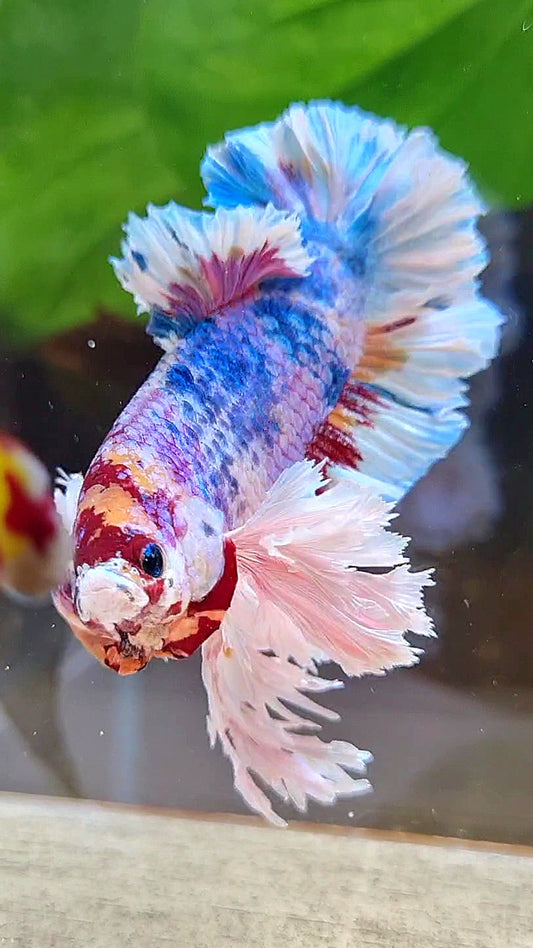 LUXURY KING PLAKAT SUPER ROSE EAR CANDY RAINBOW MULTICOLOR BETTA FISH