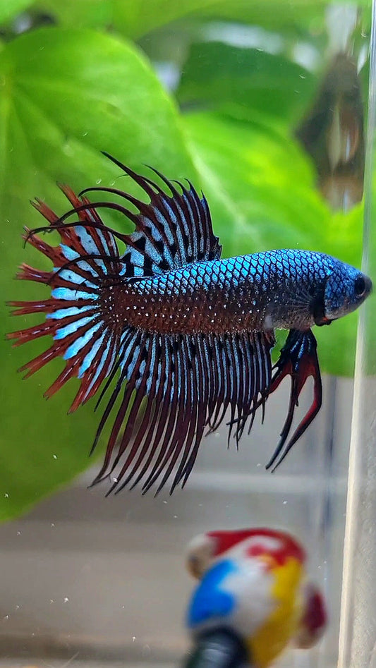 LUXURY CROWNTAIL ALIEN BLUE HYBRID WILD BETTA FISH