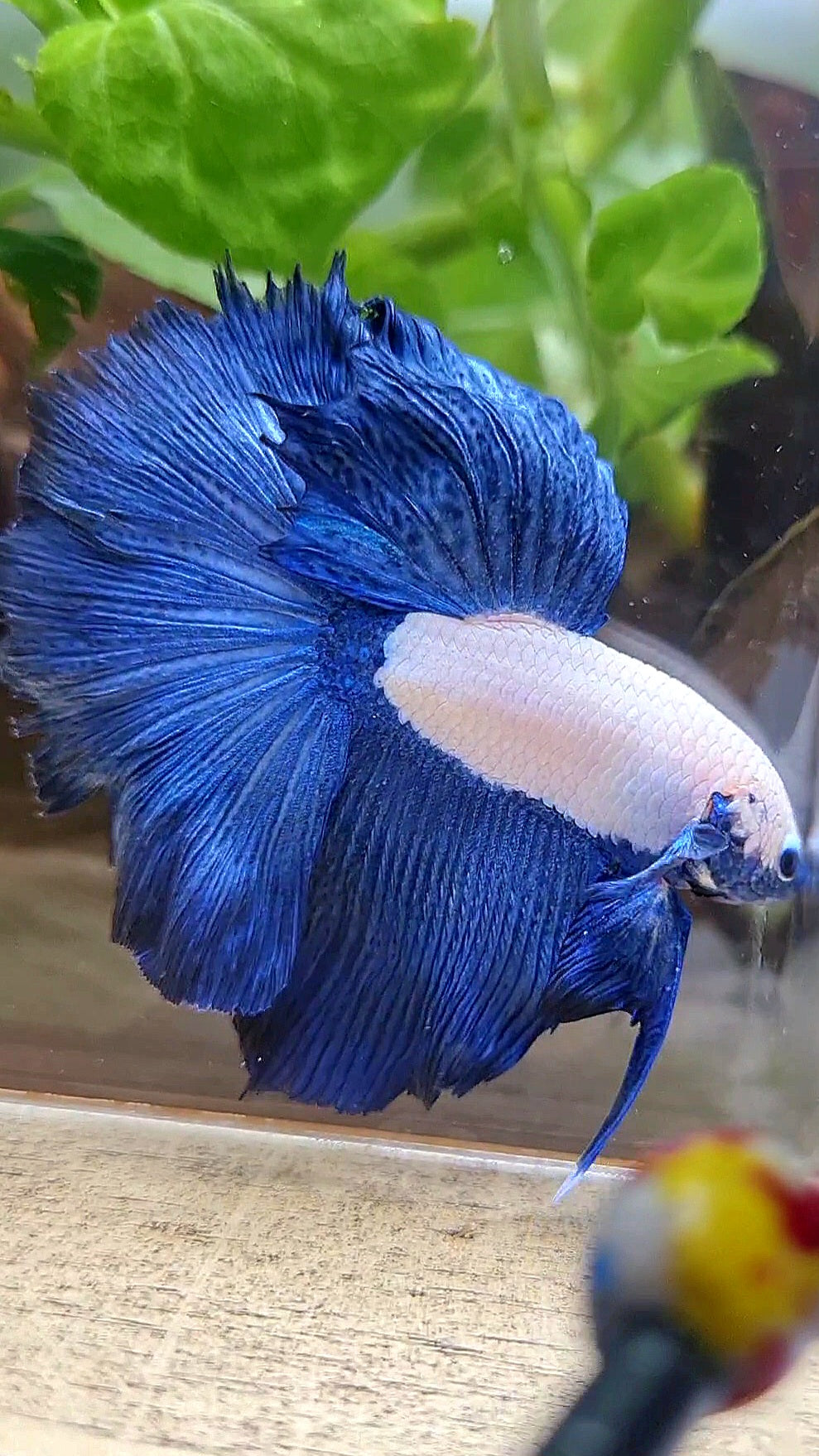 HAFMOON ROSETAIL BLUE RIM BICOLOR BETTA FISH