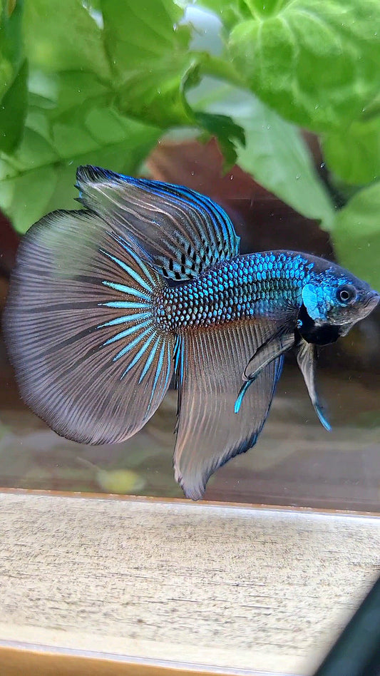 HALFMOON IMBELIS YELLOW GREEN HYBRID WILD BETTA FISH