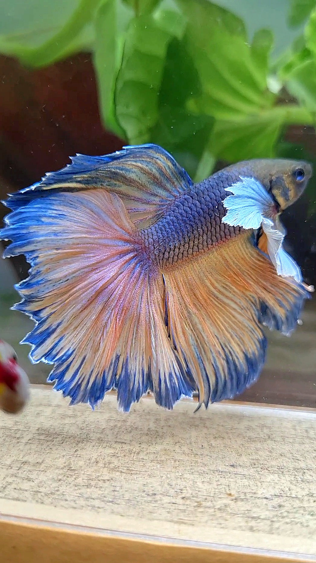 HALFMOON DUMBO EAR ROSETAIL VIOLET YELLOW MUSTARD GAS BETTA FISH