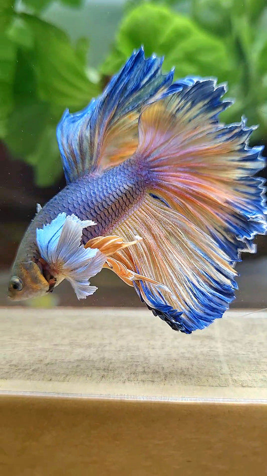 HALFMOON DUMBO EAR ROSETAIL VIOLET YELLOW MUSTARD GAS BETTA FISH