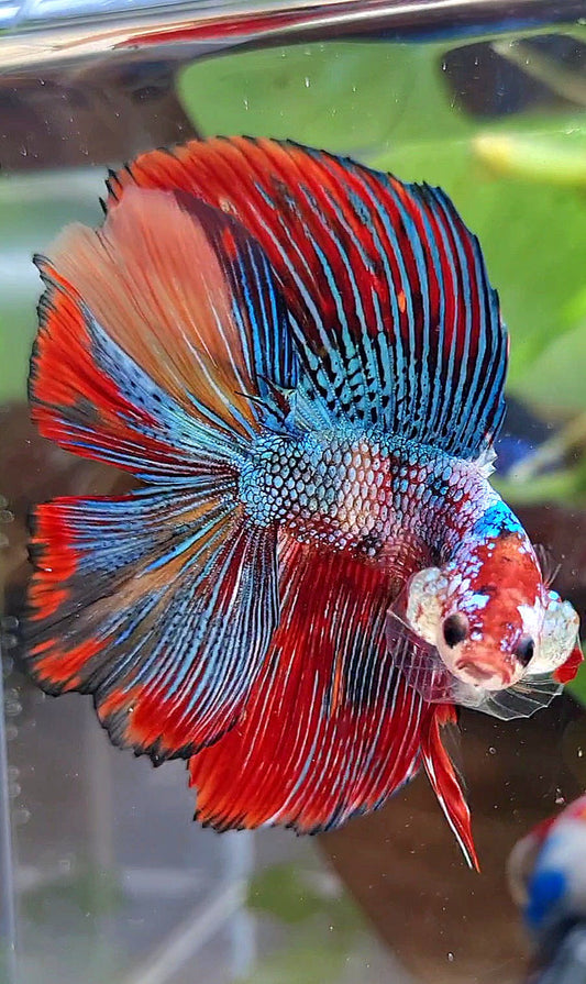 LUXURY HALFMOON DOUBLE TAIL SUPER METTALIC MULTICOLOR BETTA FISH