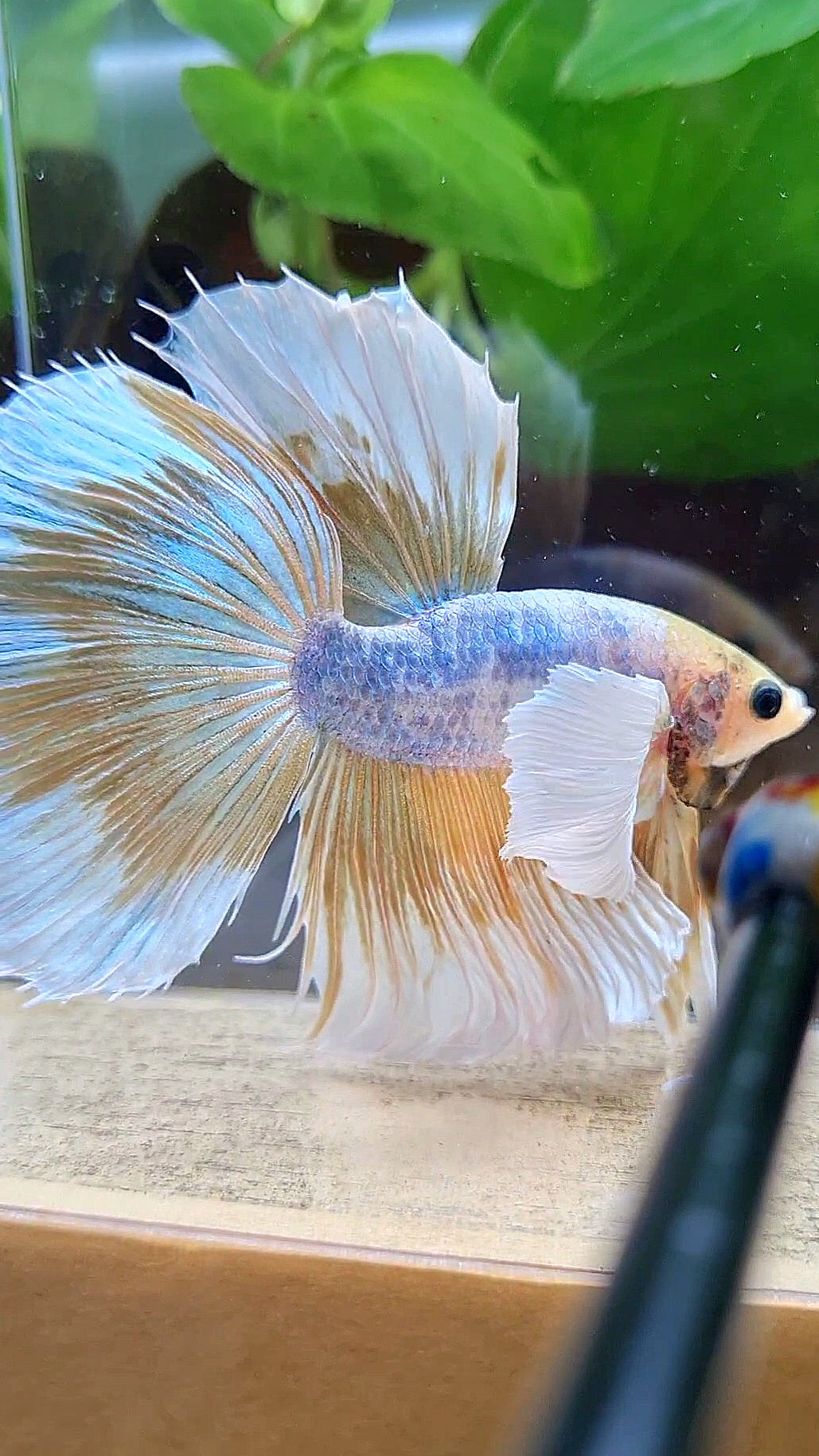 HALFMOON SUPER DUMBO EAR YELLOW BUTTERFLY MASCOT BETTA FISH