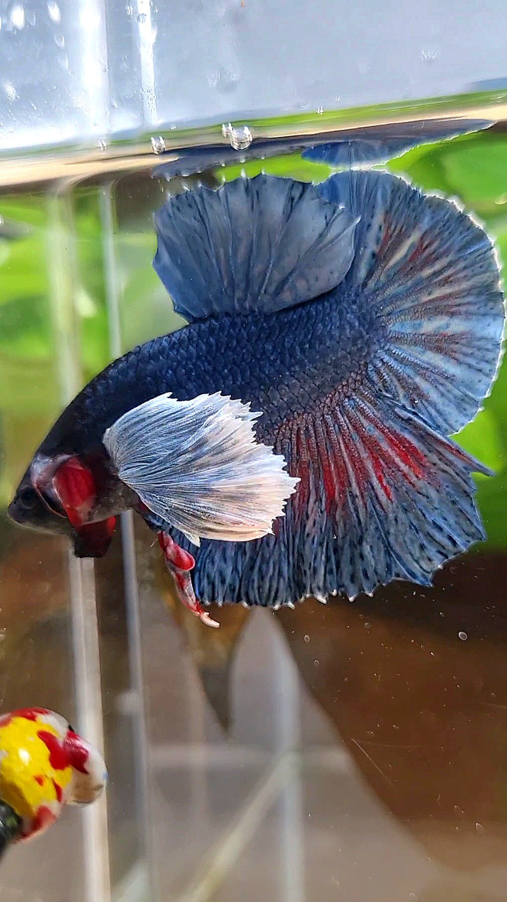HMPK SUPER DUMBO EAR BLUE DARK BETTA FISH