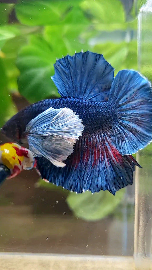 HMPK SUPER DUMBO EAR BLUE DARK BETTA FISH