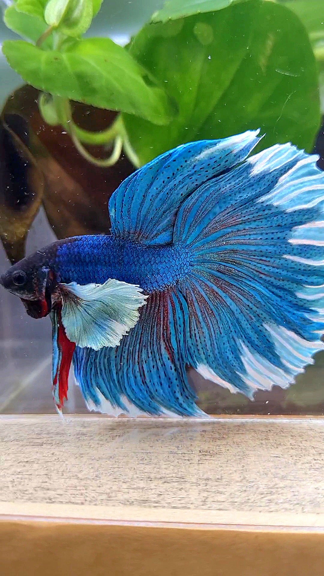 LUXURY HALFMOON SUPER DUMBO COLORED EAR GREEN BLUE TURQUOISE BETTA FISH