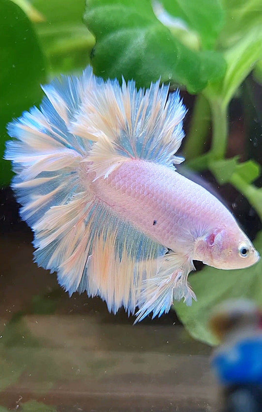 KING FEATHER TAIL HALFMOON WHITE PEACH UNICORN BETTA FISH