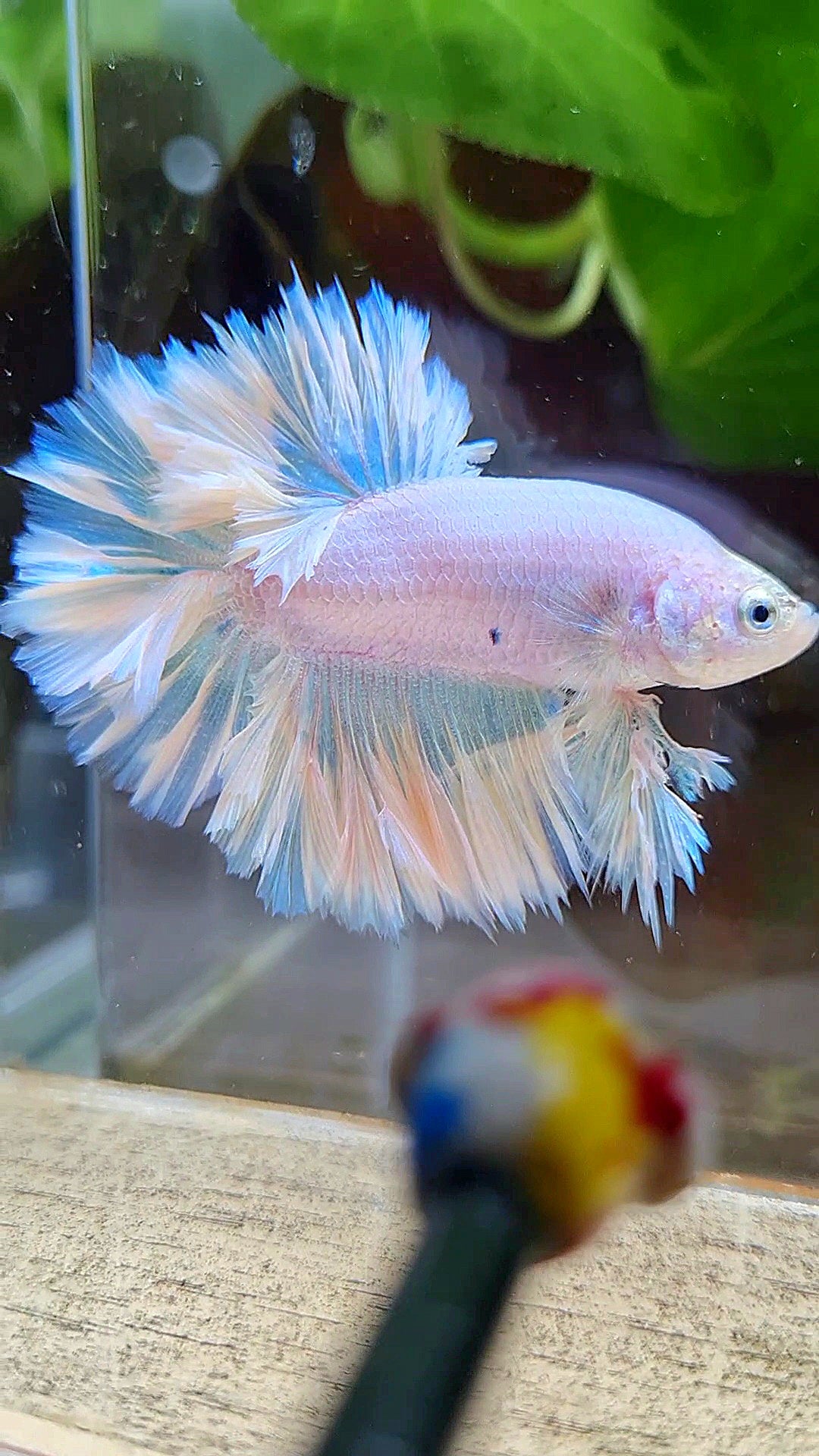 KING FEATHER TAIL HALFMOON WHITE PEACH UNICORN BETTA FISH