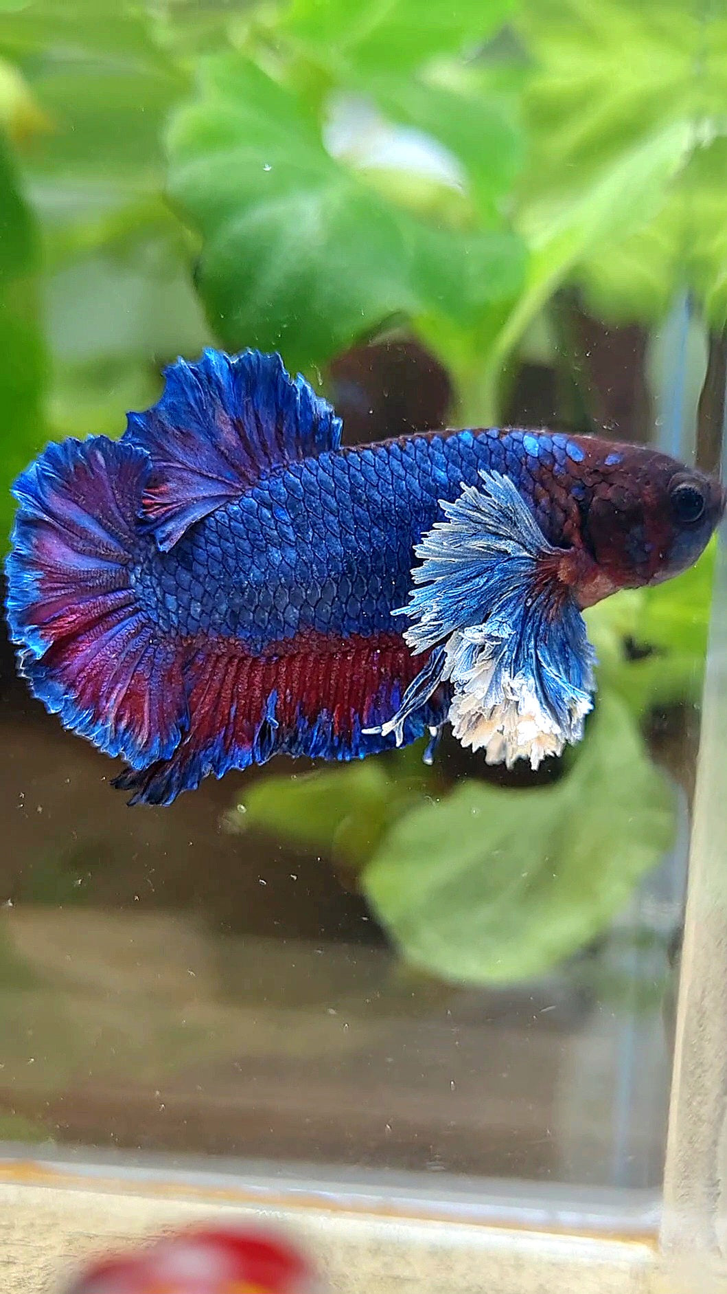PLAKAT SUPER ROSE EAR PURPLE BLUE BETTA FISH