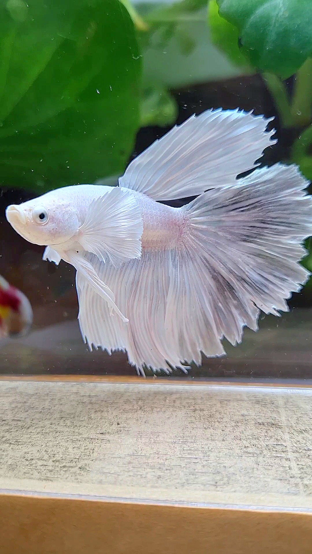 HAFMOON DUMBO EAR WHITE PLATINUM BETTA FISH