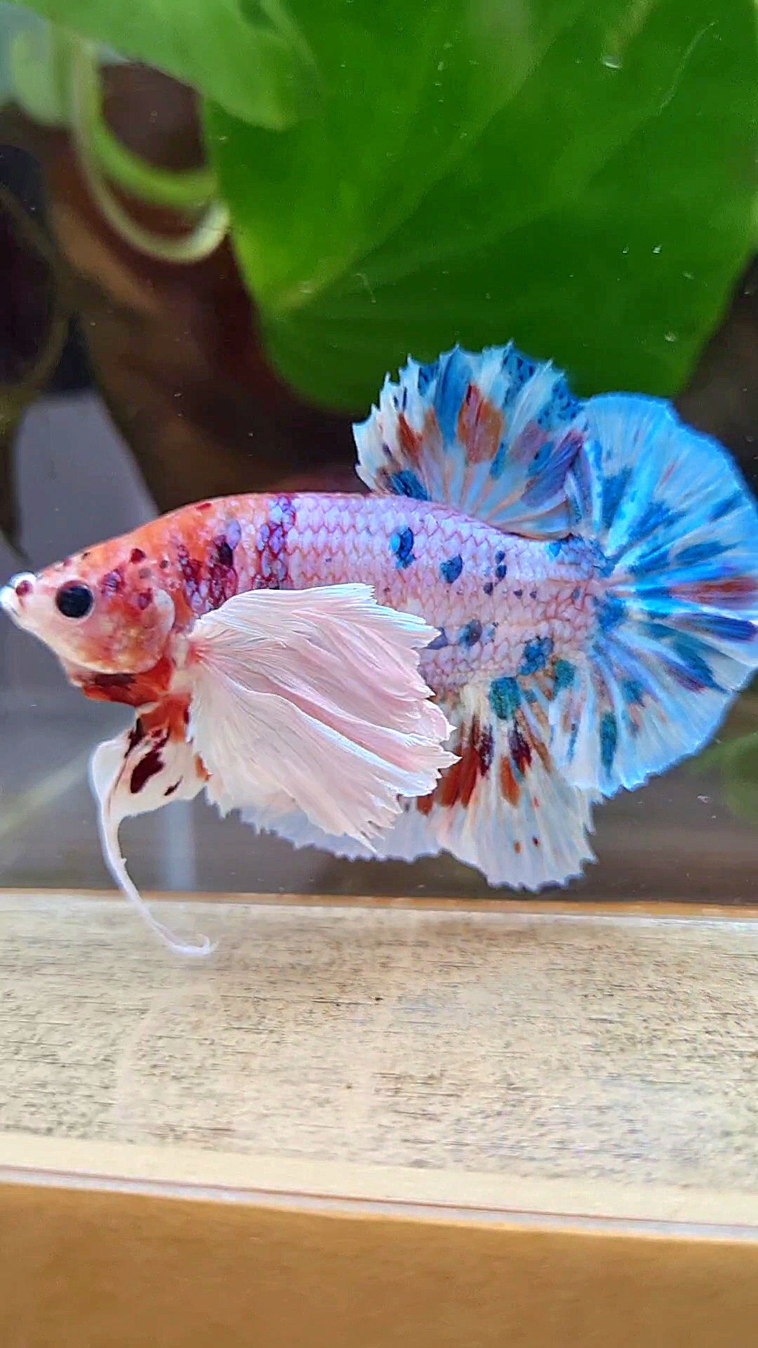 LUXURY PLAKAT SUPER DUMBO EAR CANDY MULTICOLOR BETTA FISH