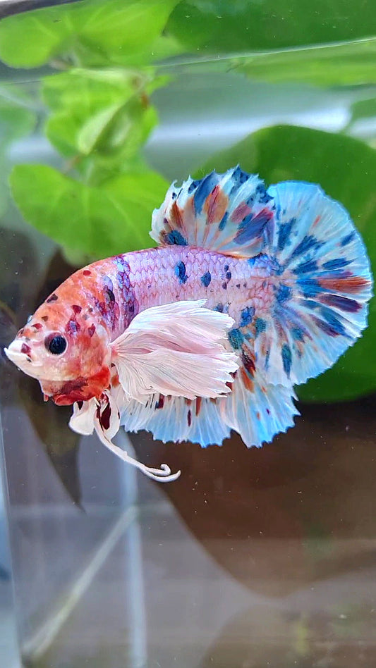 LUXURY PLAKAT SUPER DUMBO EAR CANDY MULTICOLOR BETTA FISH