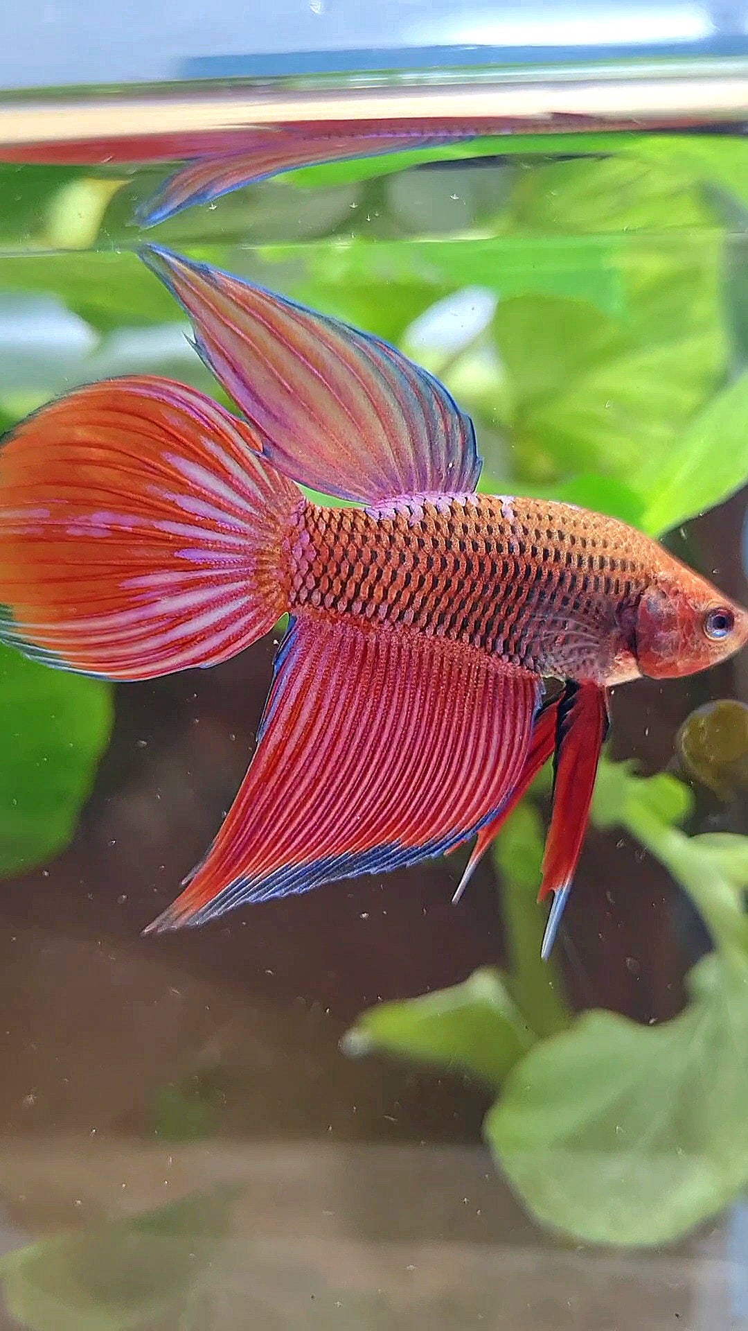 VEILTAIL INUYASHA RED PURPLE GALAXY BETTA FISH