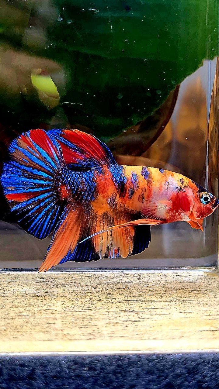 PLAKAT METALLIC ORANGE MULTICOLOR BETTA FISH