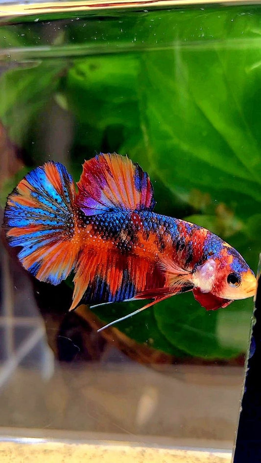 PLAKAT METALLIC MULTICOLOR BETTA FISH