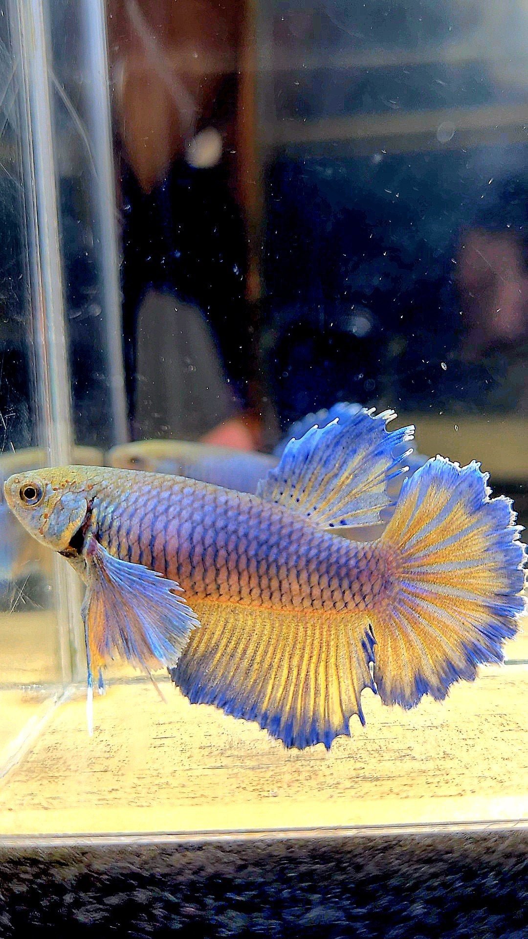 FEMALE HALFMOON DUMBO EAR MUSTARD GAS YELLOW BLUE BETTA FISH