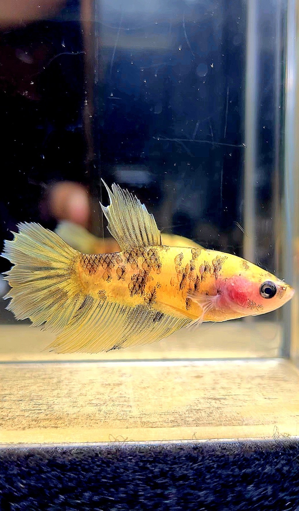 FEMALE HALFMOON YELLOW TIGER DOTS BETTA FISH