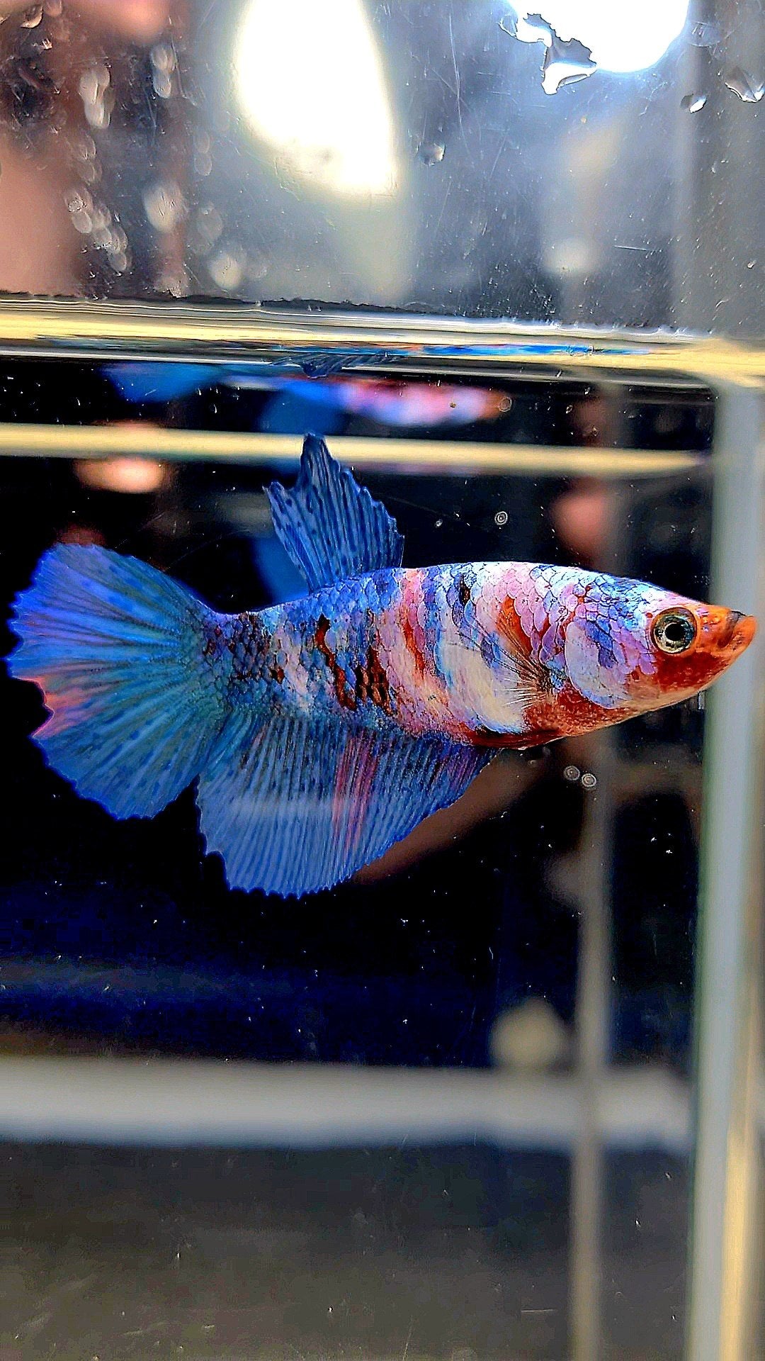 FEMALE HALFMOON GALAXY MULTICOLOR BETTA FISH