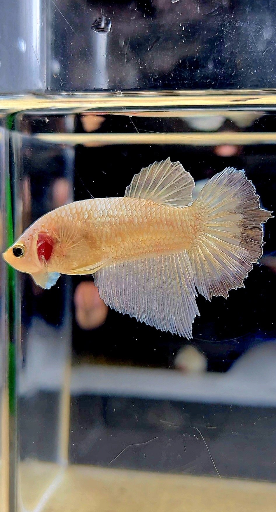 FEMALE HALFMOON COPPER RIM BETTA FISH