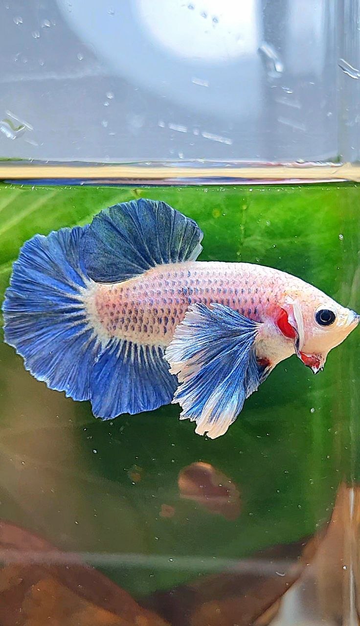 PLAKAT DUMBO EAR BLUE GRIZZLE BETTA FISH