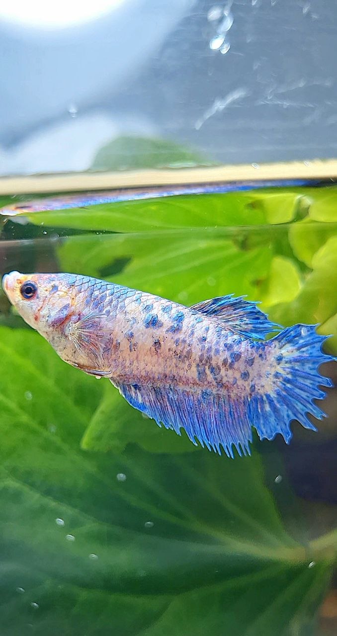 FEMALE CROWNTAIL PLAKAT PURPLE DOTS FLAMINGGO BETTA FISH