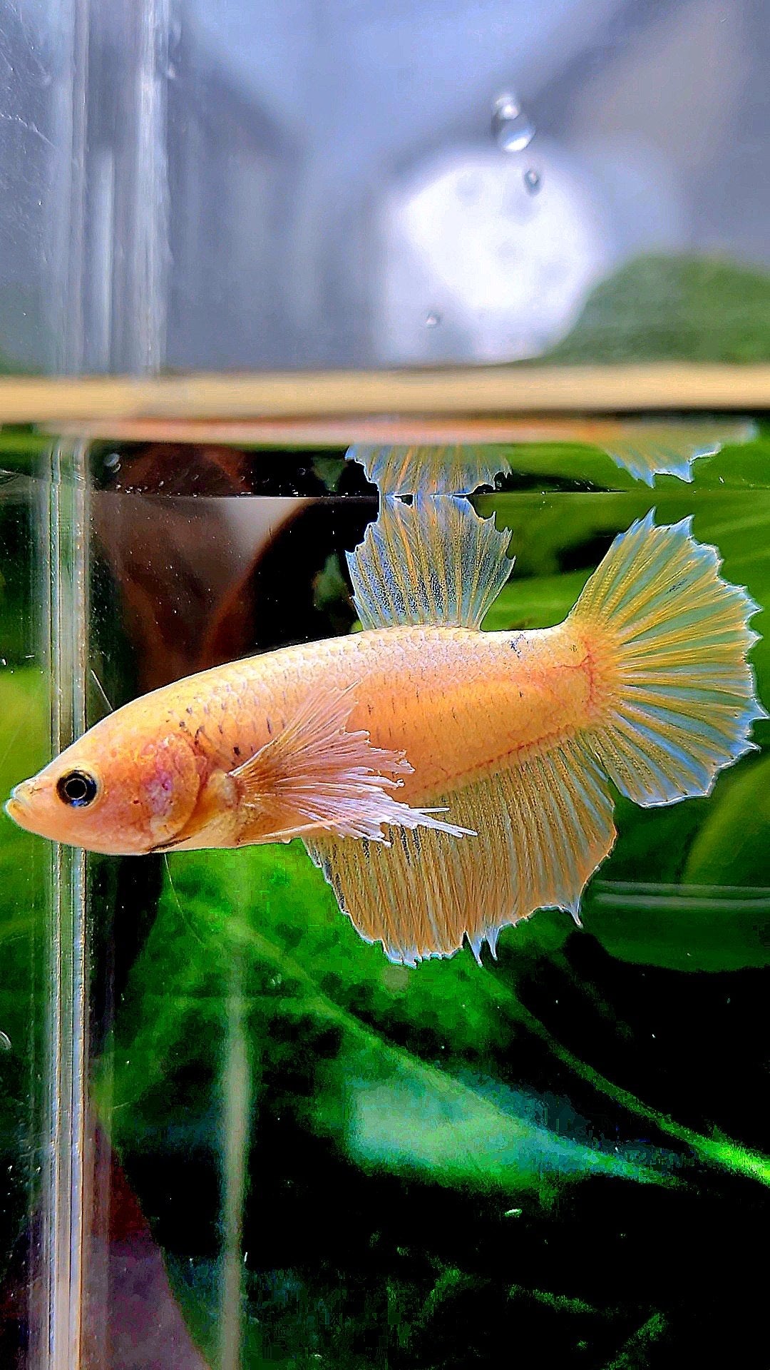 FEMALE PLAKAT DUMBO EAR YELLOW BETTA FISH