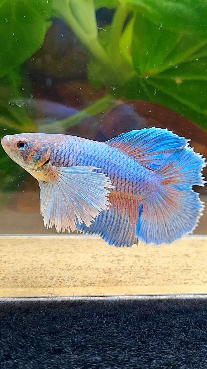 FEMALE HALFMOON DOUBLE TAIL SUPER DUMBO EAR BETTA FISH