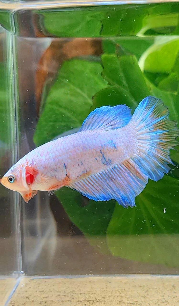 XL FEMALE HALFMOON WHITE FANCY MARBLE BETTA FISH