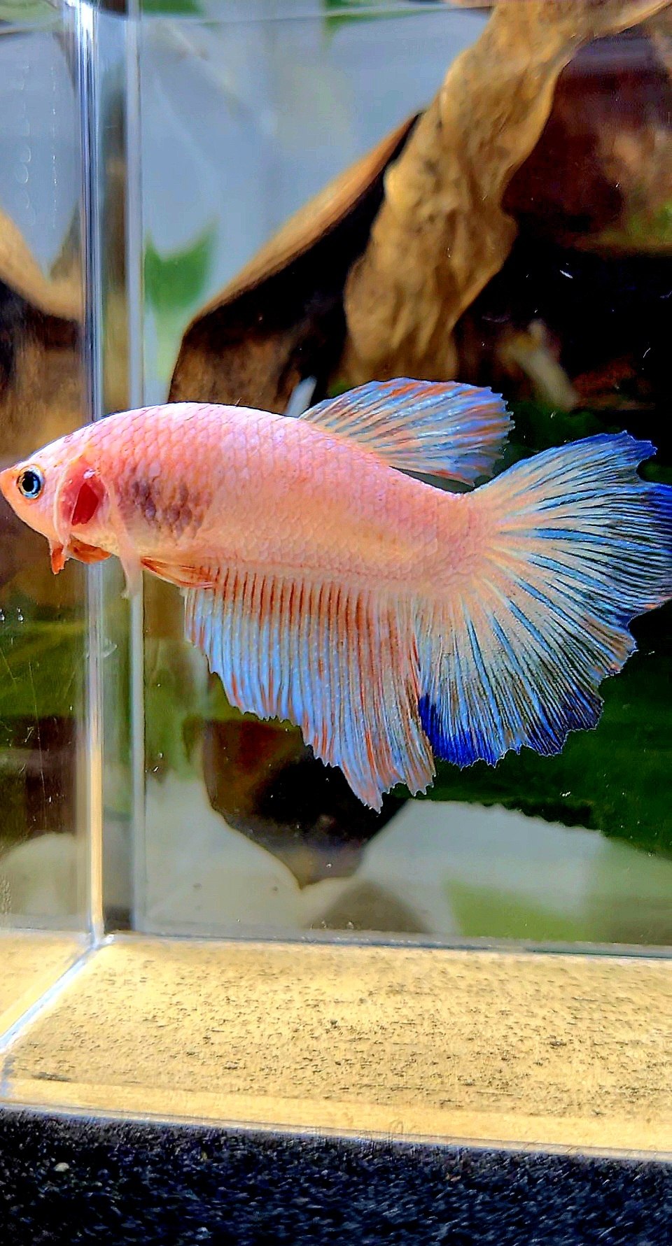 XL FEMALE HALFMOON WHITE FLAMINGGO BETTA FISH